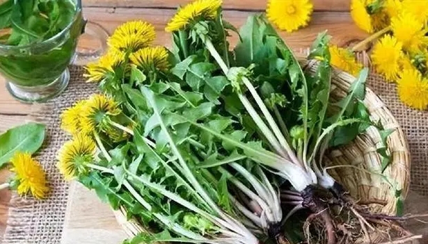 Anong mga pagbabago ang nakikita mo sa iyong katawan kapag umiinom ng mga dandelion araw -araw? Totoo ba ang dandelion extract para sa anti cancer?