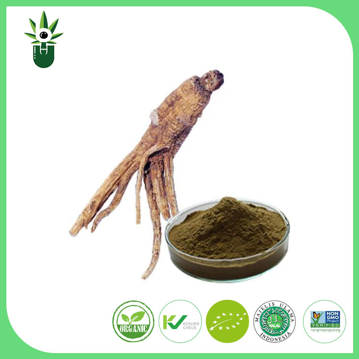 Angelica Extract